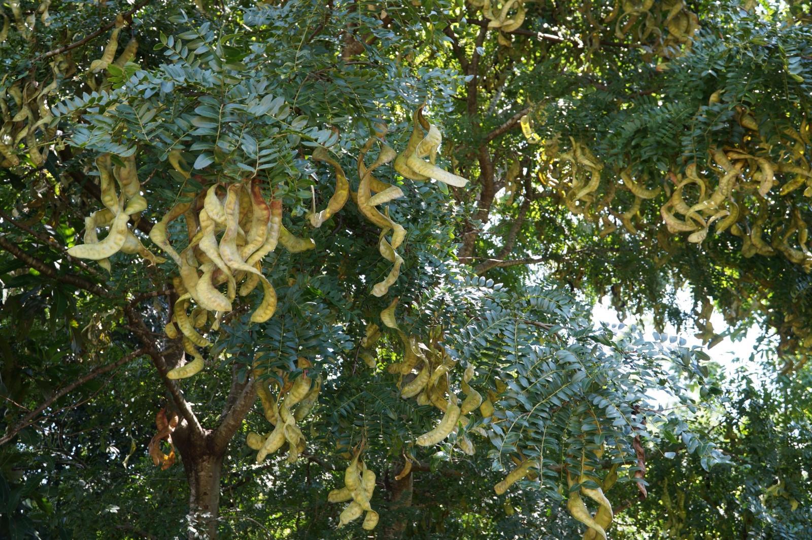 新货皂角米云南野生双荚雪莲子白籽仁无硫可以皂角米