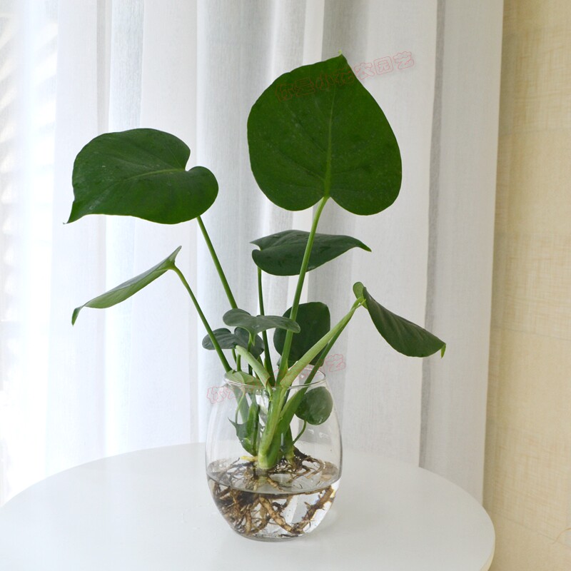 水培龟背盆栽室内桌面绿植花卉盆景植物小清新绿植