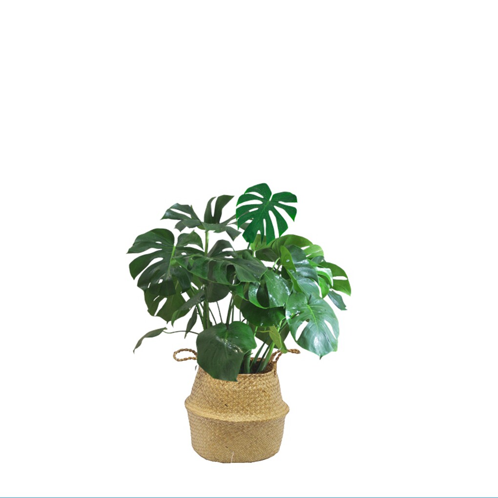 龟背竹植物室内大叶吸甲醛大型客厅盆栽北欧风绿植花卉盆景龟背叶