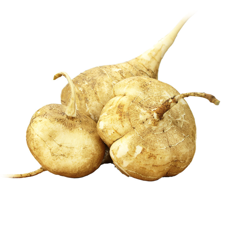 凉薯瓜地梨土沙葛地地瓜白地瓜小个沙土自种洋薯番薯