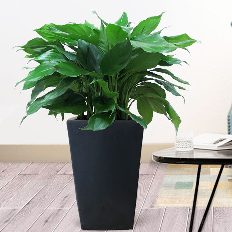 室内万年青盆栽植物一帆风顺家庭办公室客厅中型绿植大型绿植