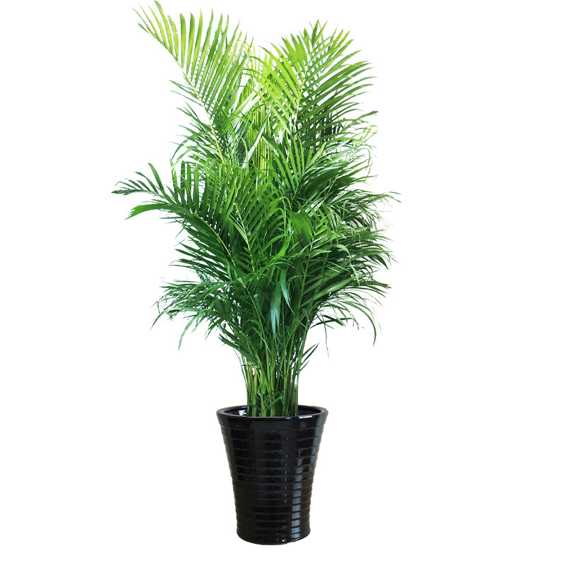 散尾大型绿植室内盆栽办公室客厅凤尾会议室乔迁大型绿植