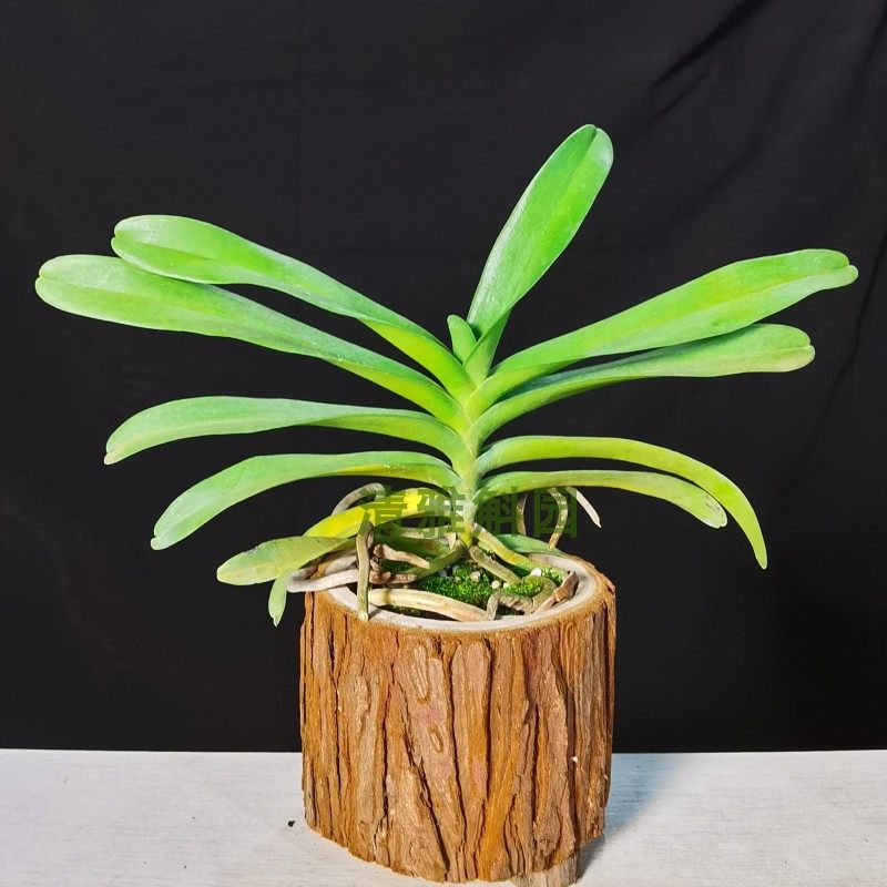 石斛火焰红花木本花卉热带洋兰耐寒耐热易养时令草本花卉