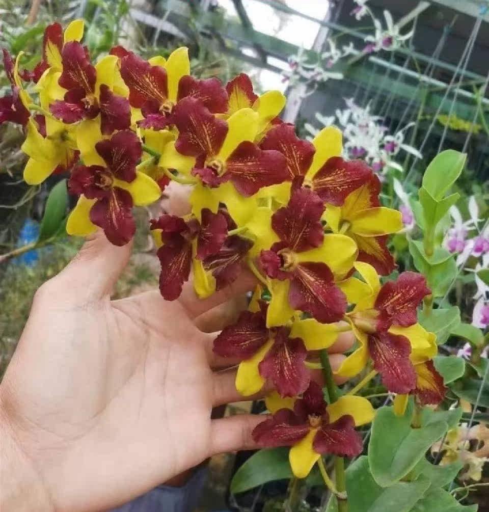 越南黄喉石斛个体体彩时令草本花卉