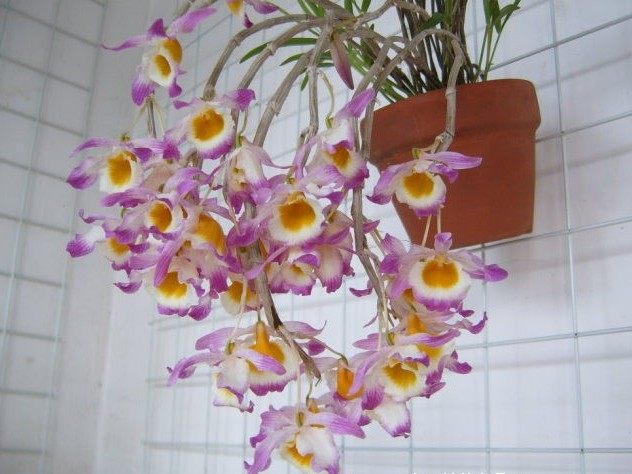 石斛晶帽杯鞘花卉盆栽庭院阳台园艺绿植室内时令草本花卉