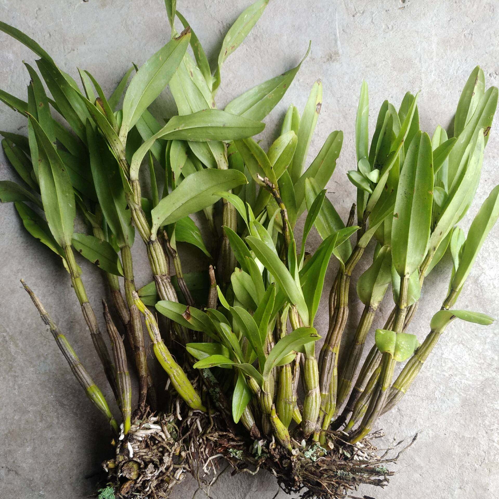 毛翅鄂石斛丛苗庭院室内阳台绿植植物无土铁皮时令草本花卉