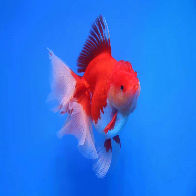 金鱼包邮活体精品百褶泰狮观赏鱼宠物鱼苗招财鱼