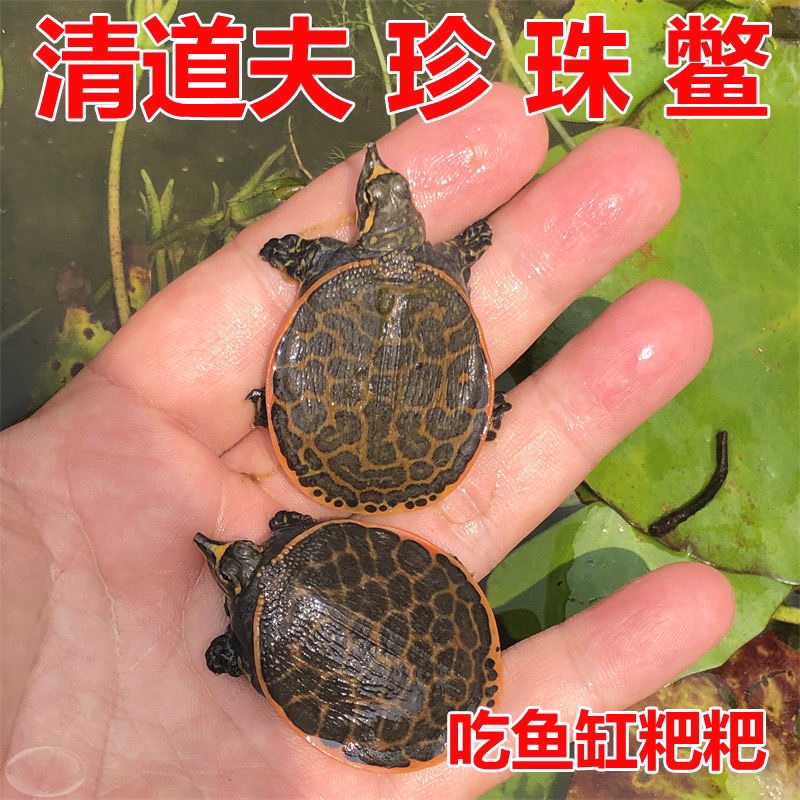 美国珍珠鳖小鳖苗白化黄金深水鱼缸混养变异龟