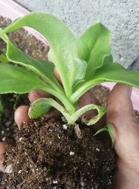 冰菜苗冰草苗子冰春季菜园野菜种苗