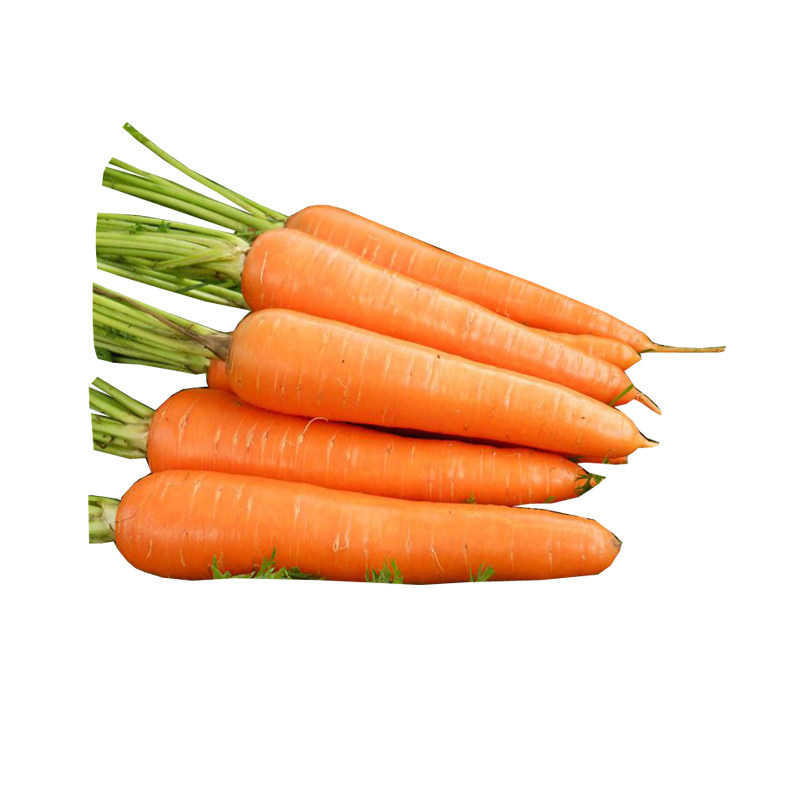 山东老品种有机三红胡萝卜种子珊瑚1号秋季萝卜种孑蔬菜种籽