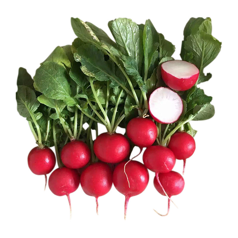 寿光蔬菜转基因阳台菜园小红樱桃红丁水萝卜种子蔬菜种子