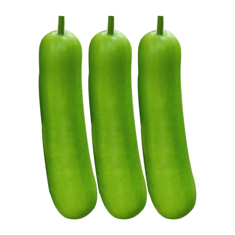 种子短型瓠瓜翡翠蔬菜大全高产瓜籽水瓜春秋蔬菜种子