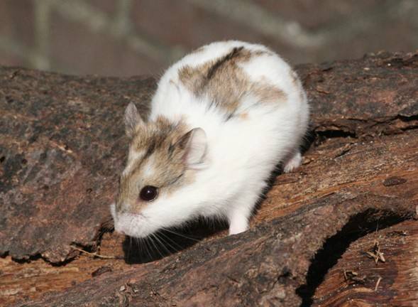 兮仓鼠活体宠物活体宝宝 元 包邮 花仓布丁银狐紫仓三线 - 痕风的起点
