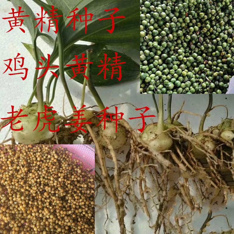 黄精种子种籽中药材玉竹滇黄鸡头精黄老虎姜新鲜家庭园艺种子
