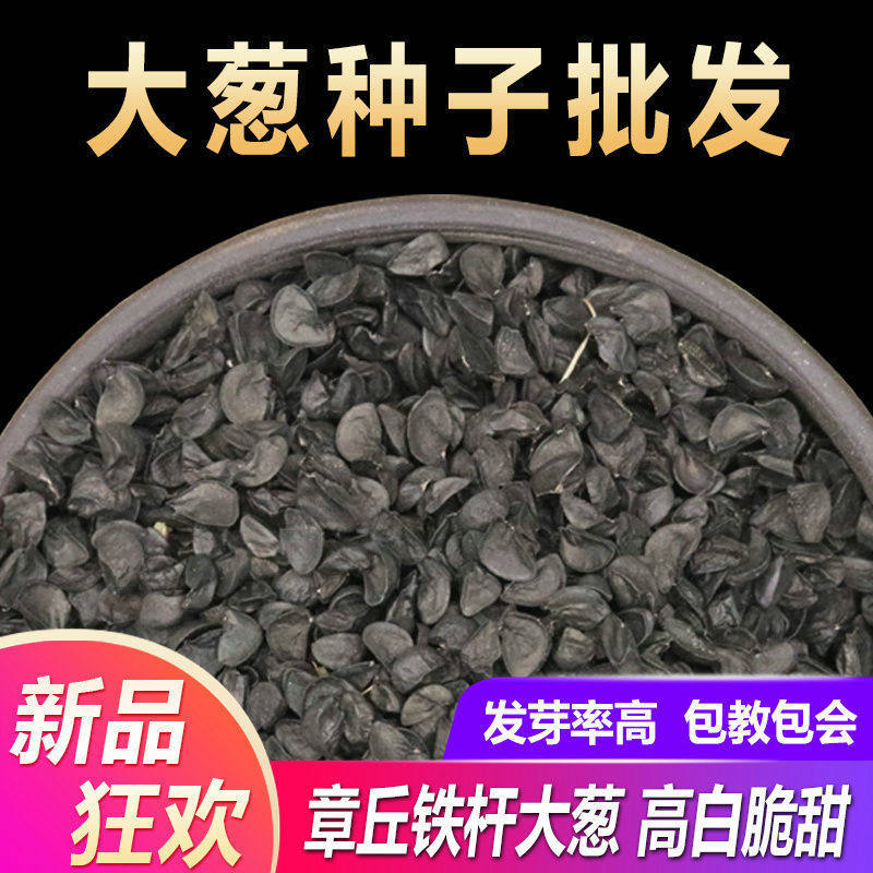 正宗山东章丘大葱种子高产铁杆四季小香香葱家庭园艺种子