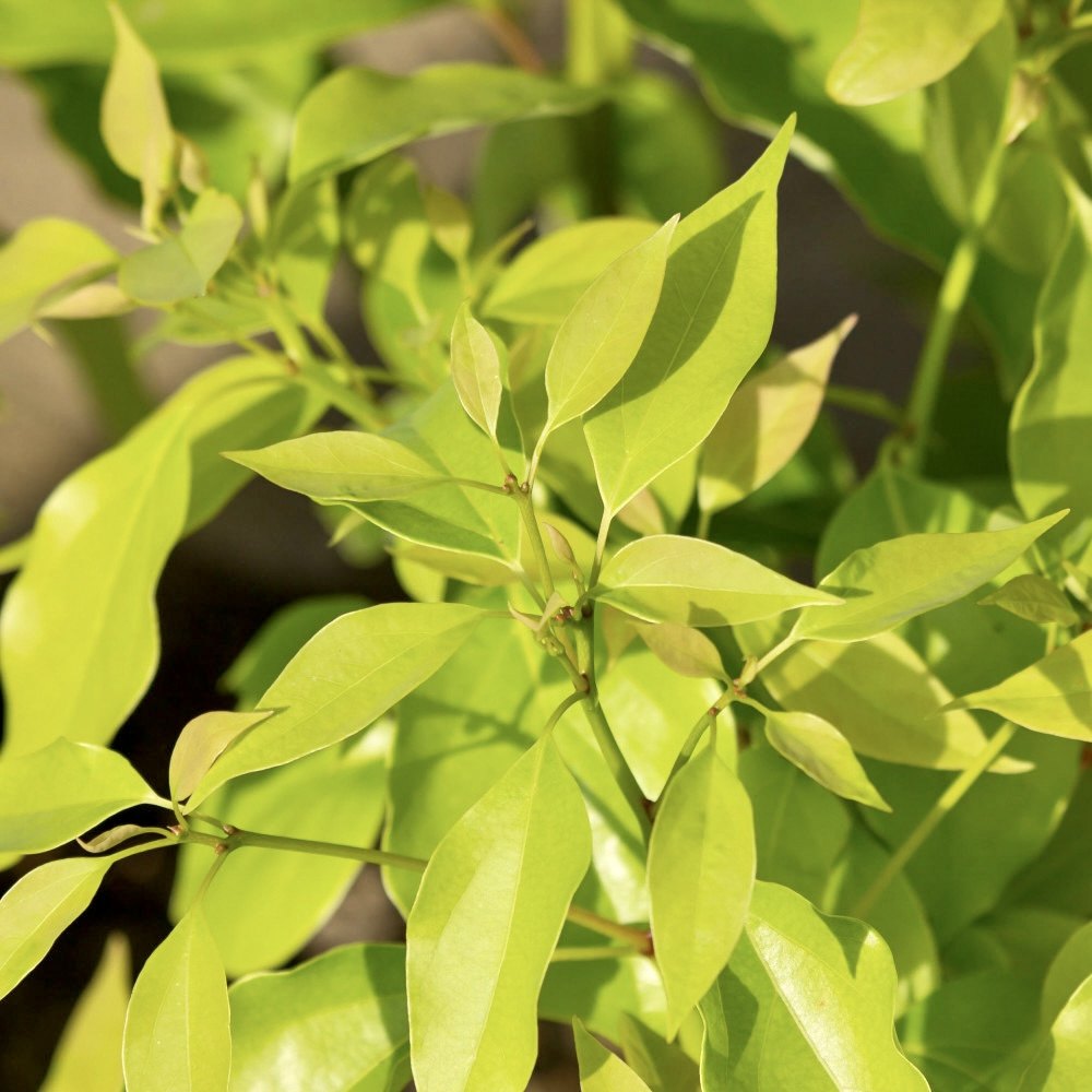 樟木精油1726ml芳樟huahuaflorialflorihana馥家单方精油