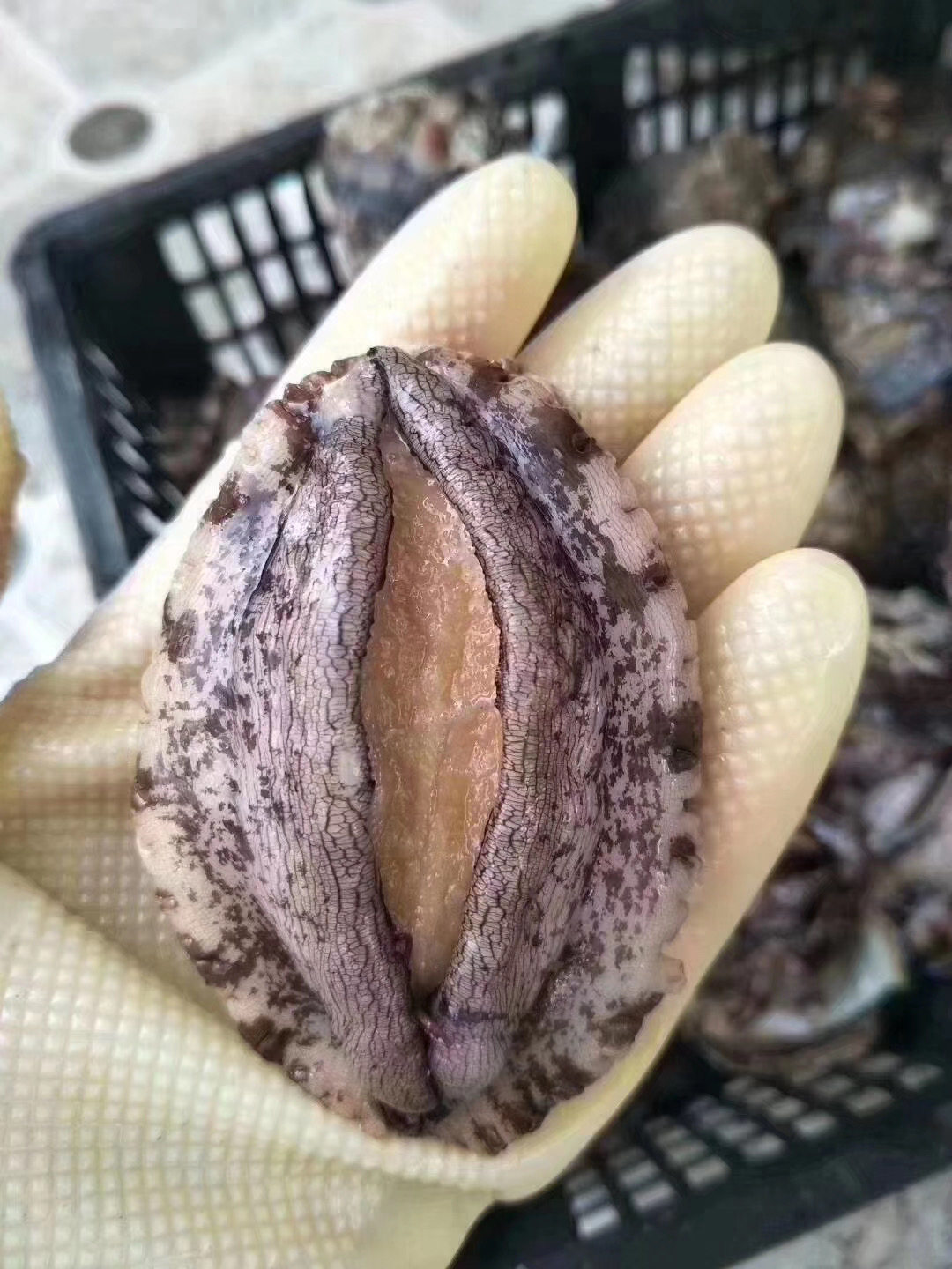 海鲜鲍鱼东山岛10头鲍水产新鲜鲜活活鲍鲍鱼