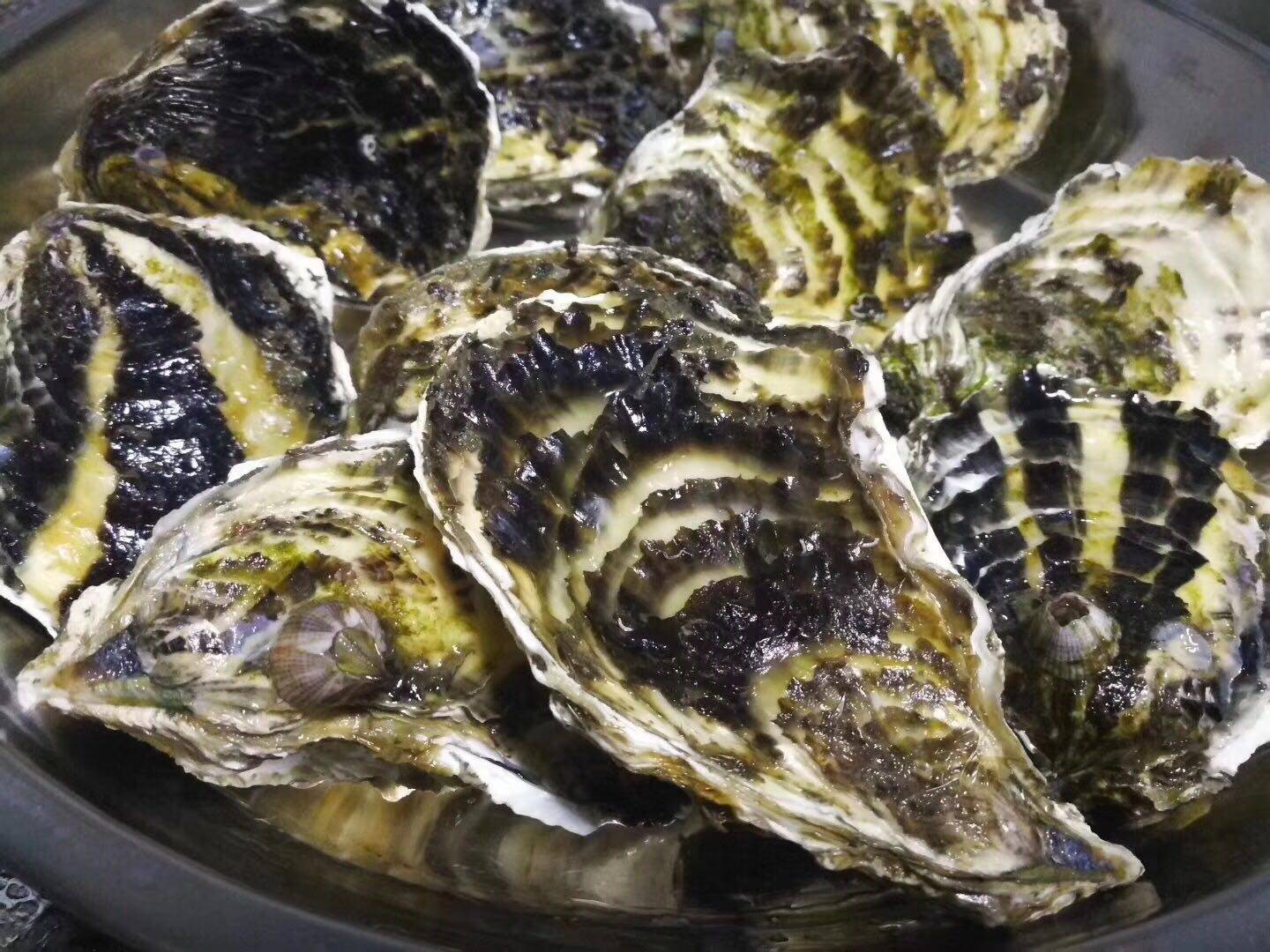 东山岛野生鲜活海鲜活挖生蚝肉生现挖牡蛎生蚝