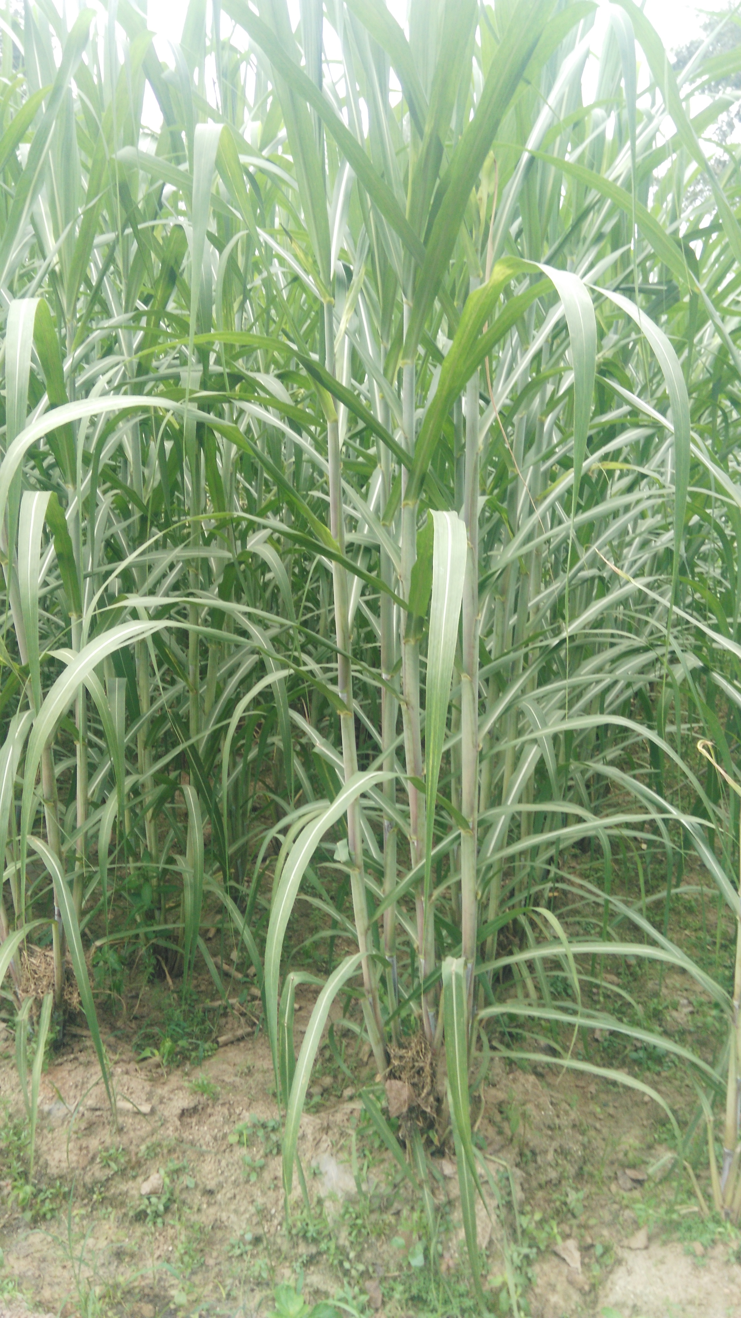 新鲜竹蔗绿皮新鲜甘蔗青皮甜新鲜甘蔗清热去火竹蔗8元700克