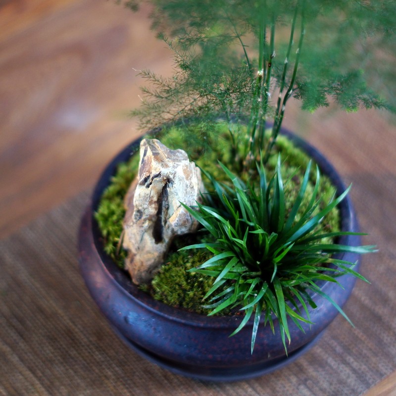 禅意意高文竹盆景菖蒲苔藓紫砂客厅办公桌茶桌绿植