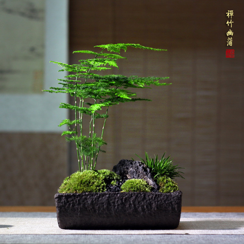 禅意粗陶日式古朴盆栽苔藓金钱菖蒲文竹山水绿植