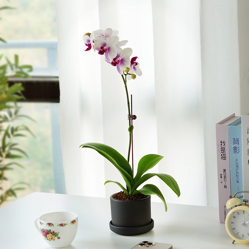 蝴蝶兰书桌耐寒年宵春节开花桌面室内文心盆栽花卉