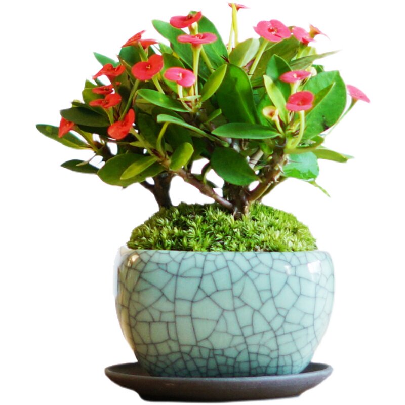 虎刺梅铁海棠四季开花红花办公办公桌桌面盆栽花卉