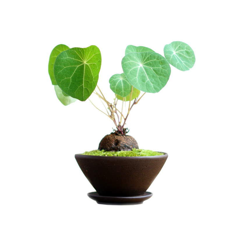 乌龟金不换招财书房盆景办公室桌茶桌面绿植圆叶绿植