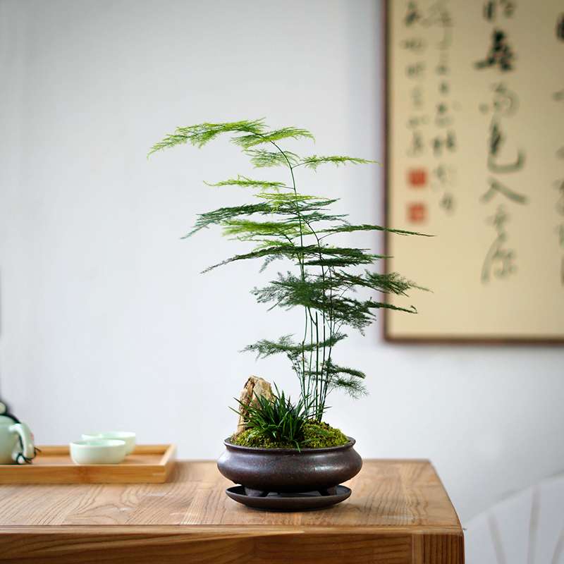 禅意意高文竹盆景菖蒲苔藓紫砂客厅办公桌茶桌绿植