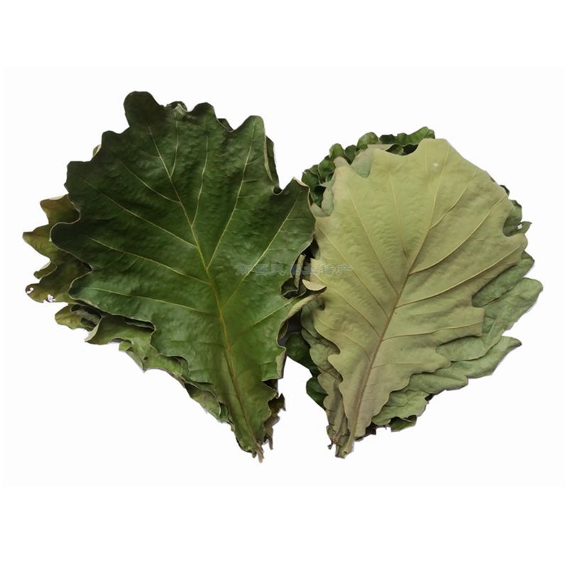 菠萝新鲜叶粽叶现采槲叶天然晾晒叶干柞树叶包粽子树叶