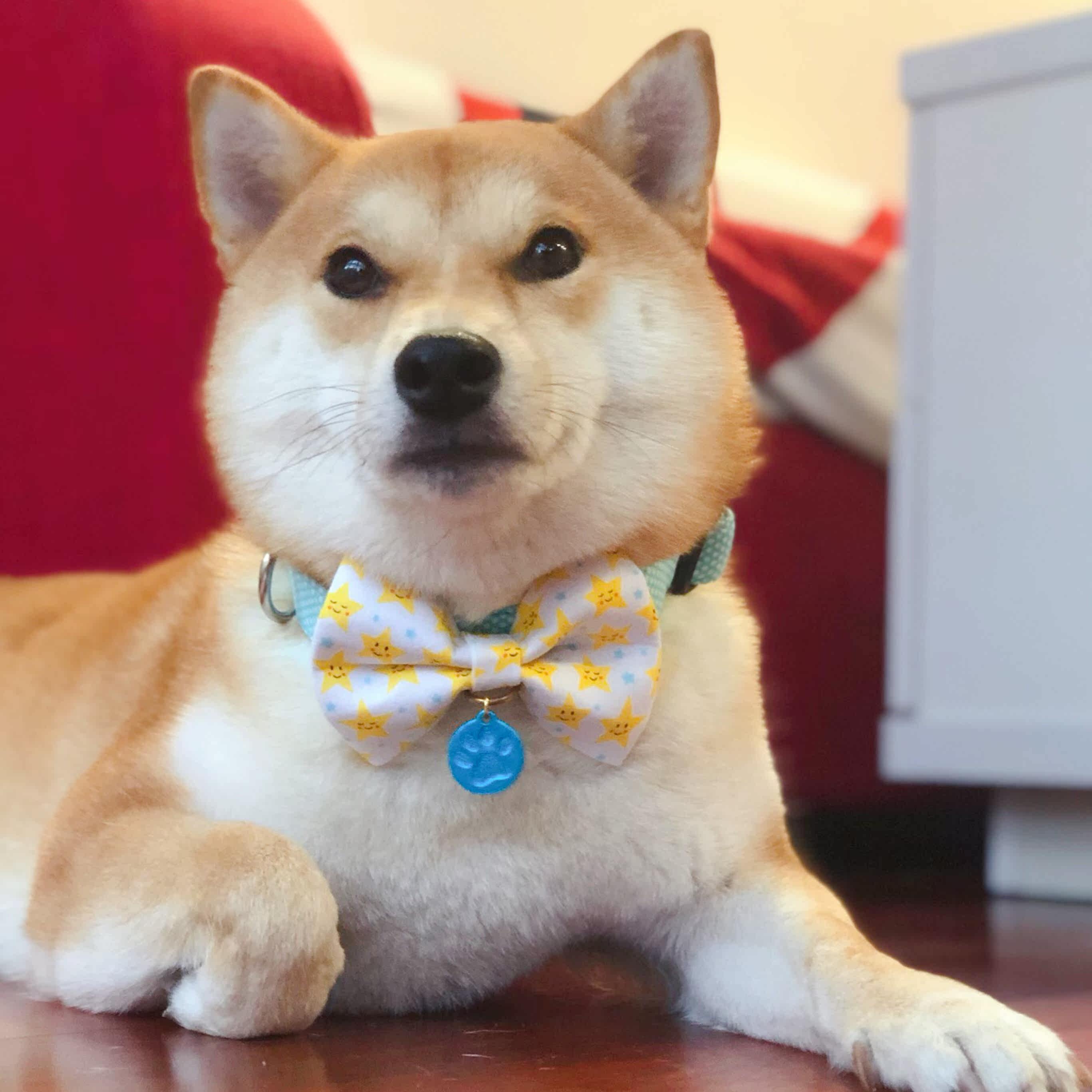 e定制ins风狗狗柴犬项圈配色脖圈颈圈网红少女风水之原创