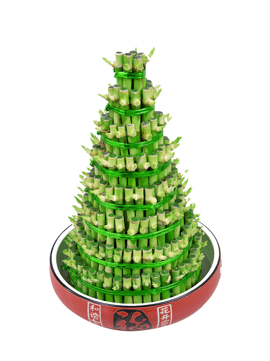 竹塔富贵竹节节高盆栽绿植室内水培植物办公客厅绿植