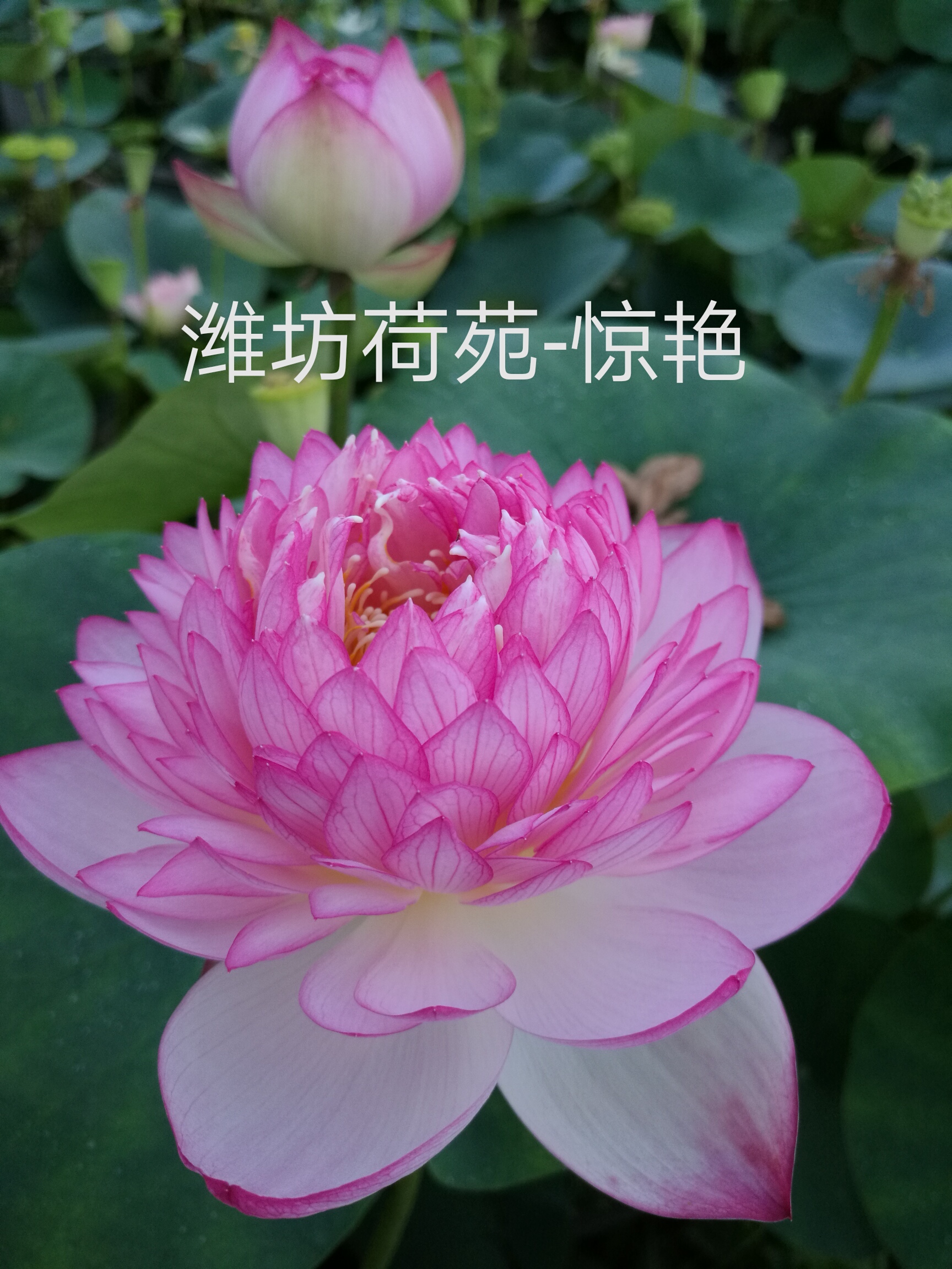 惊艳种藕潍坊荷苑小型碗莲品种盆栽荷花水生时令草本花卉