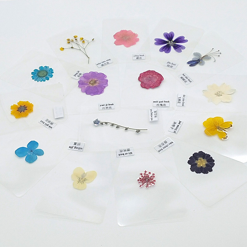 干花植物标本本书签过塑真树叶塑封贺卡学生书签