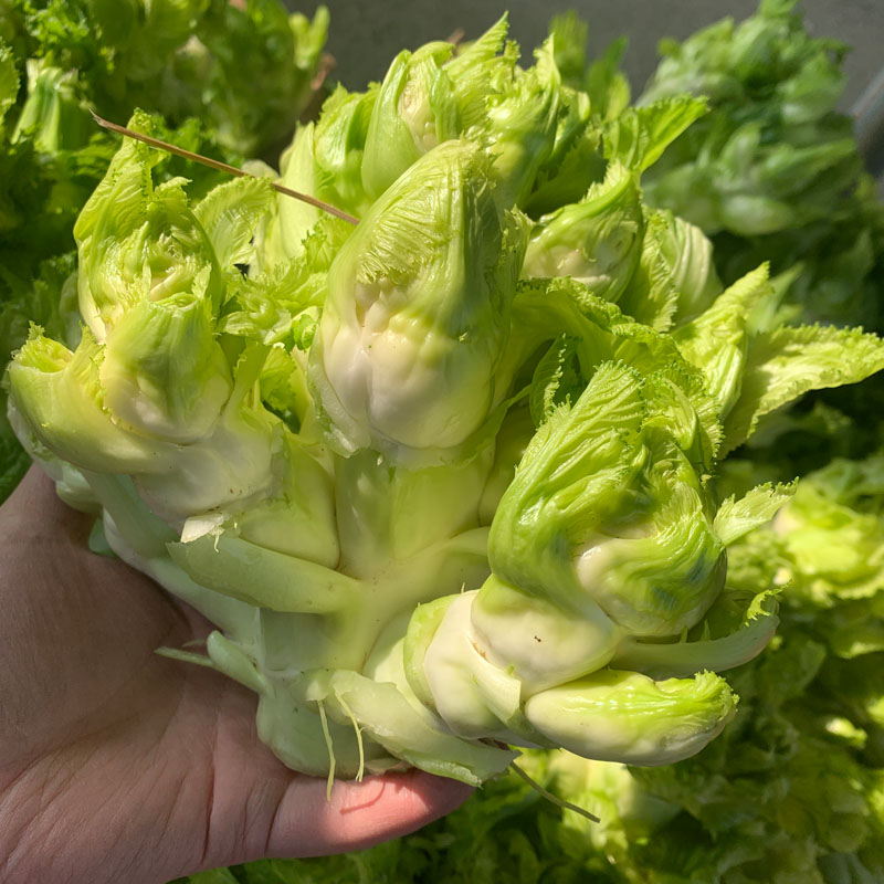 四川儿菜食用时令新鲜鲜绿色蔬菜农家自种娃娃叶菜类