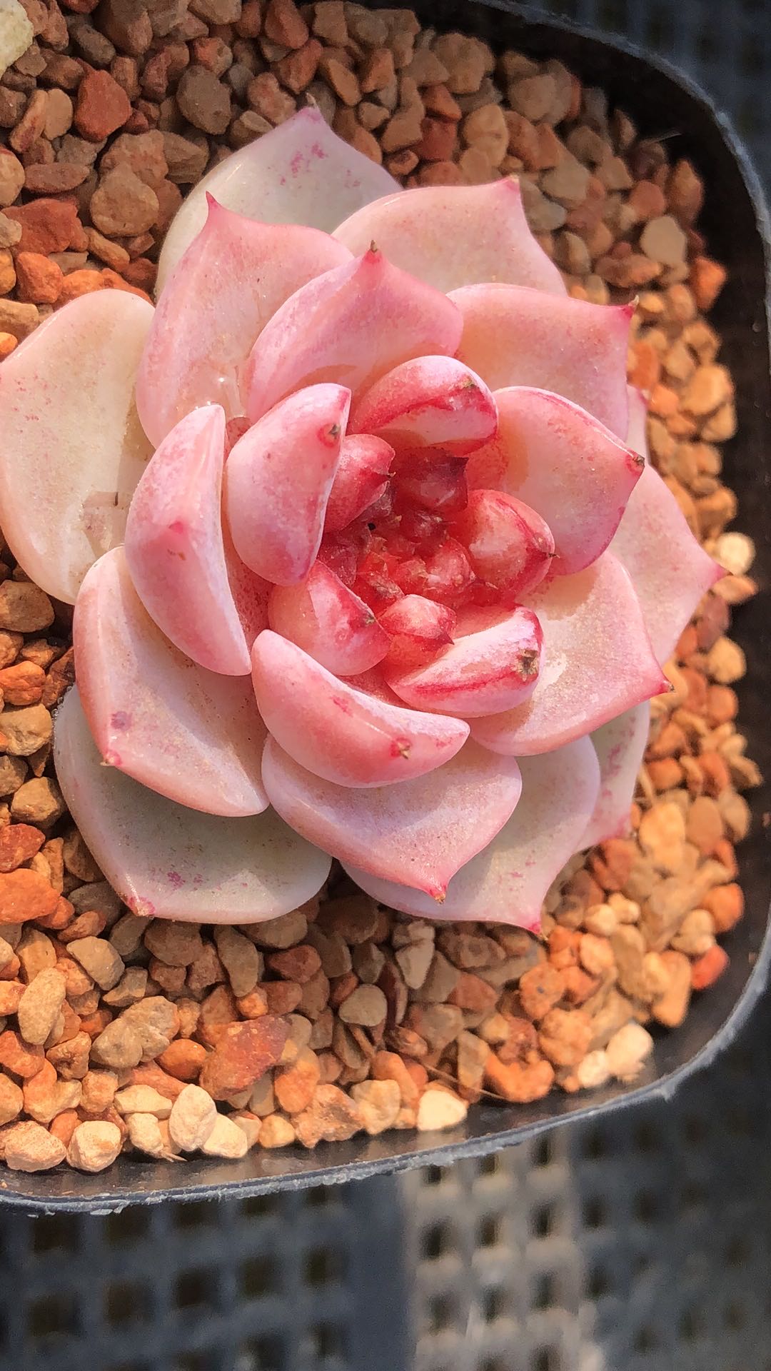 天鹅绒韩国进口稀有有多肉品品种叶插叶片糖心多肉植物