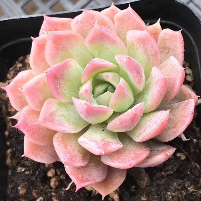 多肉植物韩国进口叶片秋宴正版叶插多肉植物