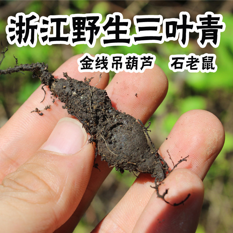 三叶青浙江野生500g新鲜金线吊葫芦石老鼠小儿退烧清热祛火克正品