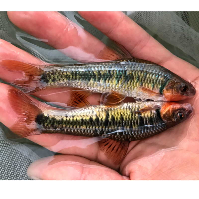 鳍鳈华鳈观赏鱼活体稀少底层鱼好原生小型淡水鱼