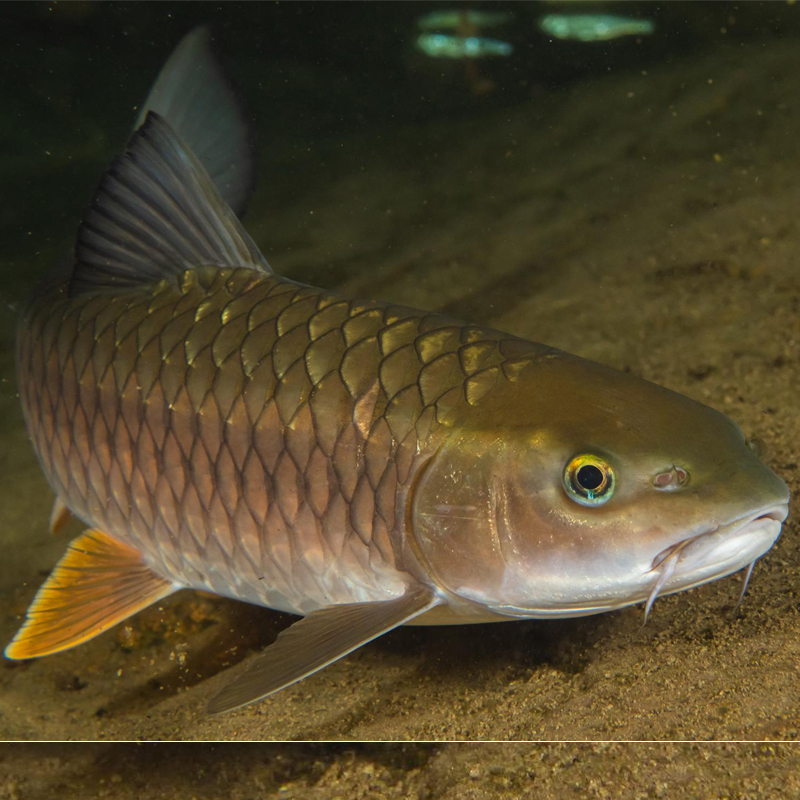 观赏鱼活体清波凶猛中国原生小型肉食淡水冷水鱼鱼
