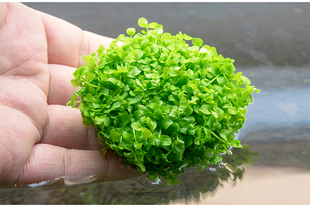 趴地爬地矮珍珠水草鱼缸造景前景坪迷你矮淡水活体植物无菌杯阴性