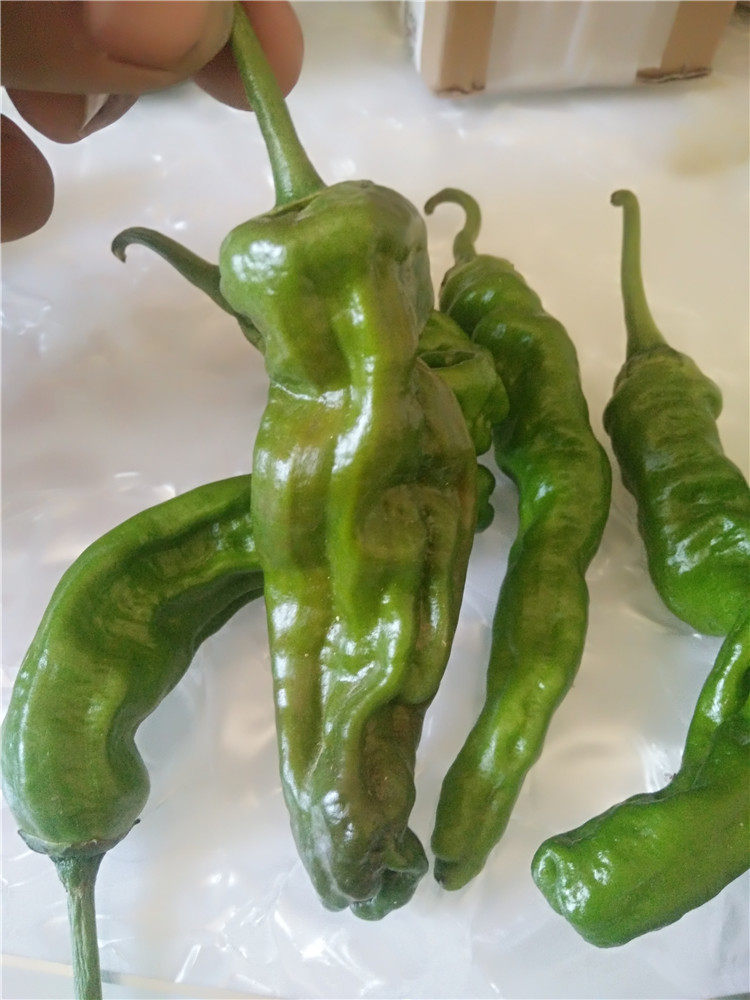 山东枣庄新鲜薄皮青辣椒特辣皱皮螺丝辣椒炒辣子鸡专用3斤装包邮