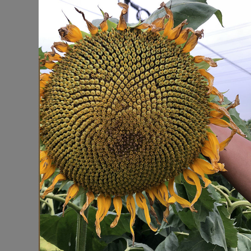 瓜子向日葵当年晒干向日葵花盘葵新鲜花头葵花籽瓜子