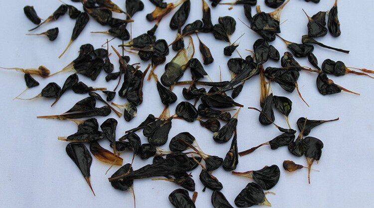 蛇胆中药材蛇干泡酒5个包邮其他药食同源食品