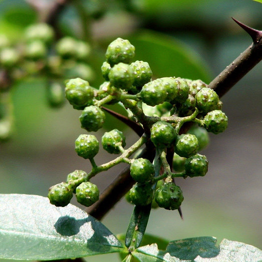 花椒青花鲜藤花胶麻椒鲜冻特产2018新鲜其它