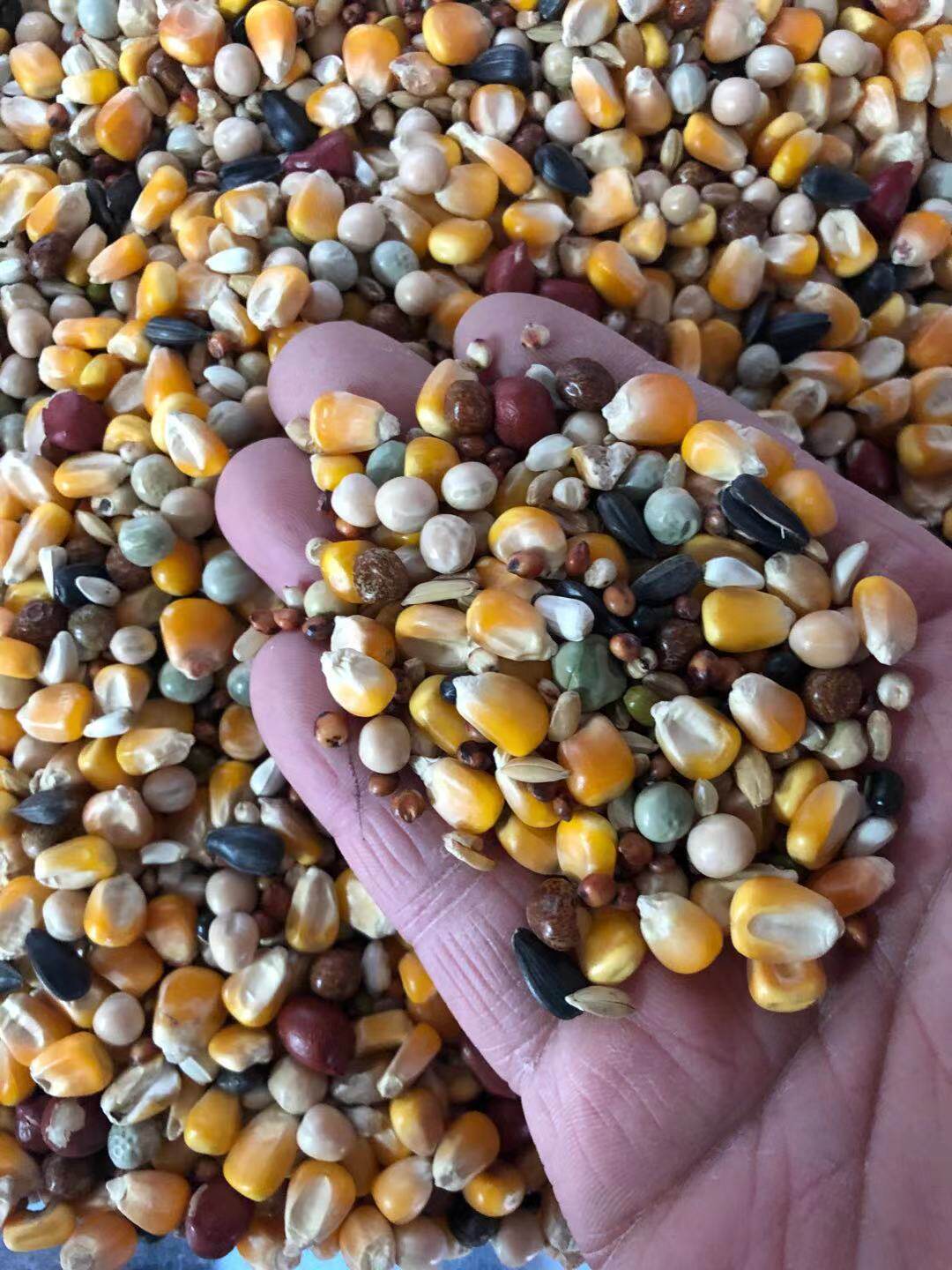 鸽子枭龙a1赛飞飞鸽玉米飞赛信鸽饲料50斤鸟食