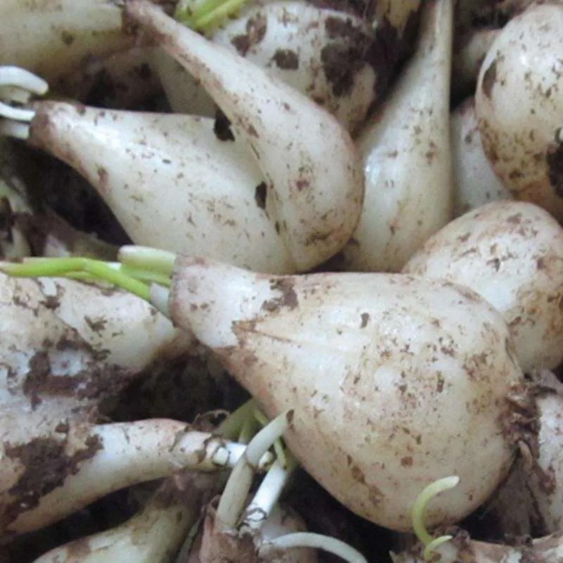 现挖新鲜江西野生小蒜乔头荞头藠头农家蔬菜葱类
