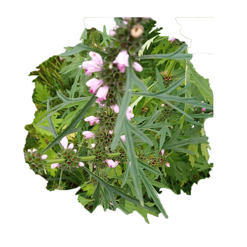 红花益母草野生现采新鲜中药材煮水红糖姜调姨妈其他药食同源食品