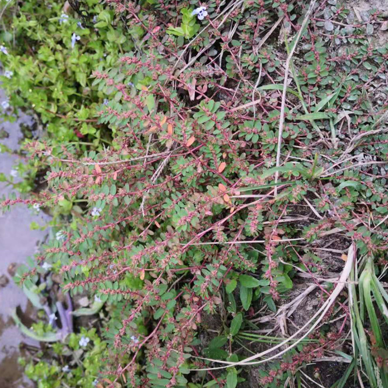 正宗新鲜地锦草铺地红 血见愁 愁奶汁草红莲500克 奶浆草 铺地锦