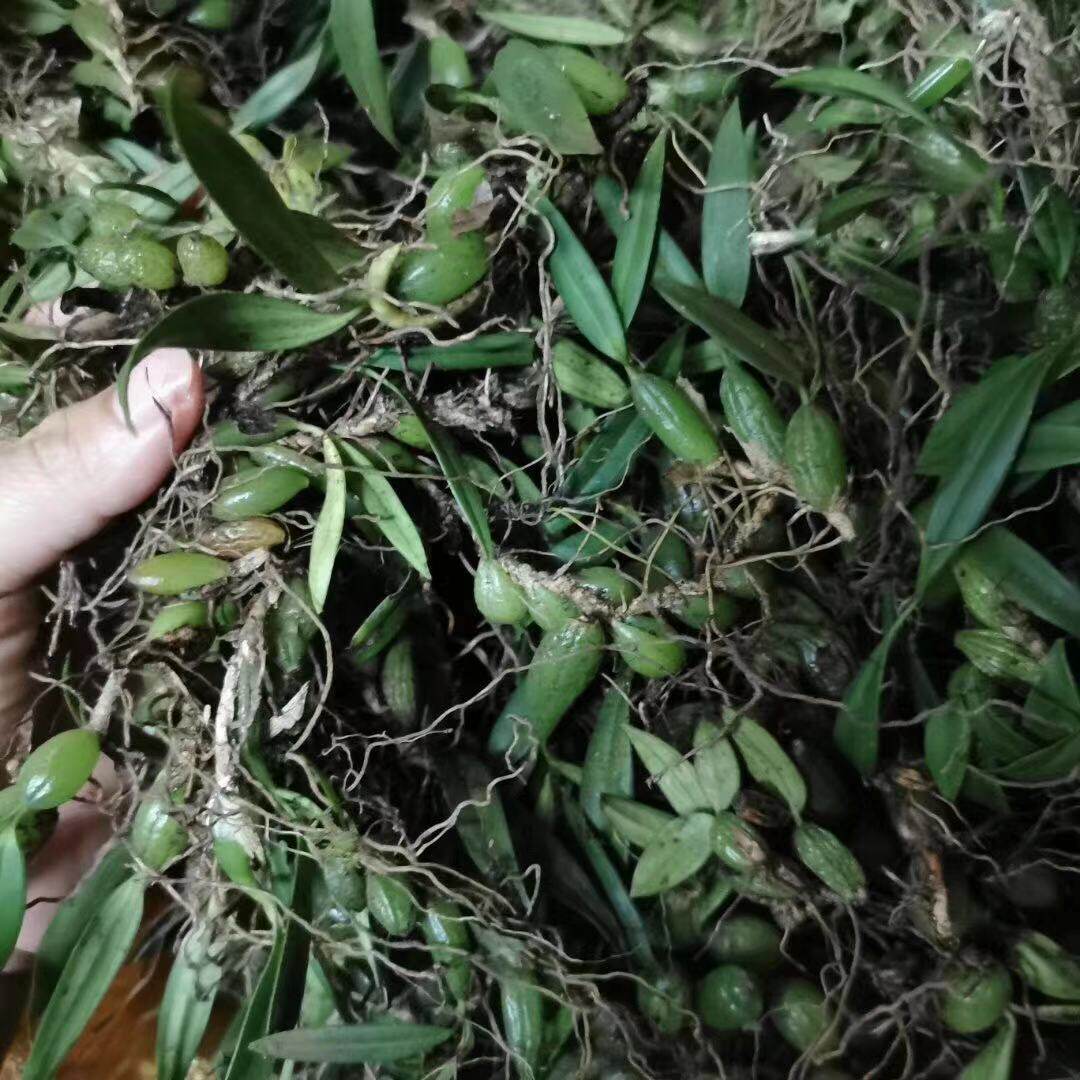 新鲜盆栽现采人工小号炖汤石仙桃小果仙桃双叶其他药食同源食品